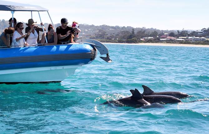 The big duck boat run by Words on Wheels